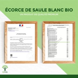 Saule bio : tonifiant naturel pour lutter contre les douleurs et améliorer le sommeil