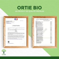 Ortie Bio : Santé articulaire, drainage et évite les migraines